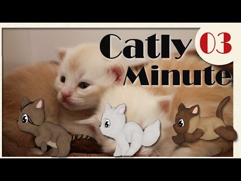 Baby-Katzen Action - Catly Minute - 03 - mit Miri