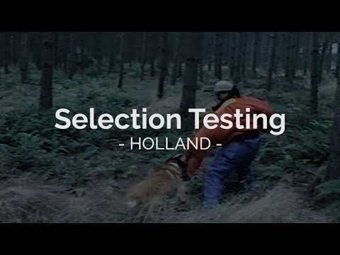 Selection Testing Holland Mass PH2 Obedience Protection