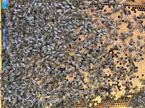 Весенний потенциал пасики