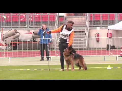 #bszs2022 - 18/24 - Mâles Poil court