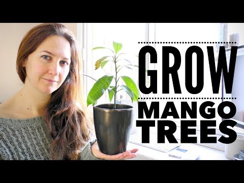 Mango Tree: The Ultimate Guide to Growing Mangoes from Seed
