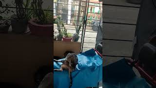 Download lagu Morning Clean up #catshorts mp3