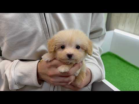 YouTube動画のサムネイル