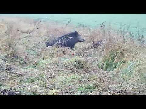 Driven Hunt in Poland (Wildboar/Reed Deer) Nov. 2022
