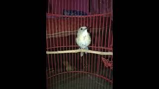 Download lagu Sikatan rimba dada coklat buka paruh mp3 Download lagu Sikatan rimba dada coklat buka paruh mp3