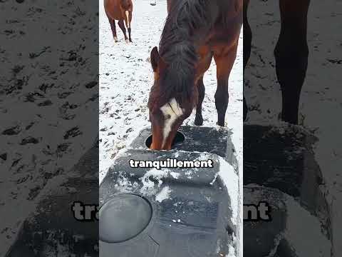 Ce cheval ne comprenait pas pourquoi il ne pouvait pas boire