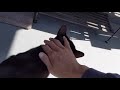 My Tuxedo Cat Runs To Me Outside
