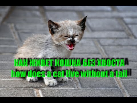 Как живется кошке с оторванным хвостом / How does a cat with a severed tail live/История одной кошки