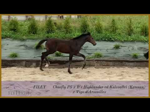 Charlotte Blue (Chacfly PS x It’s Highlander vd Kalevallei x Vigo d’Arsouilles)