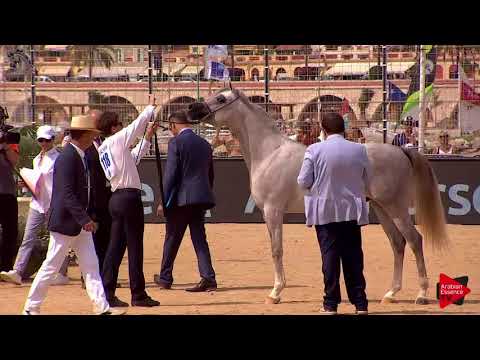 N.118 SHAKEEL DE LAFON - Menton 2018 - 2 Years Old Colts (Class 7)