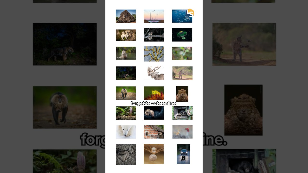 Wildlife Photographer of the Year Nuveen People’s Choice Award 2026 | Who are you voting for?