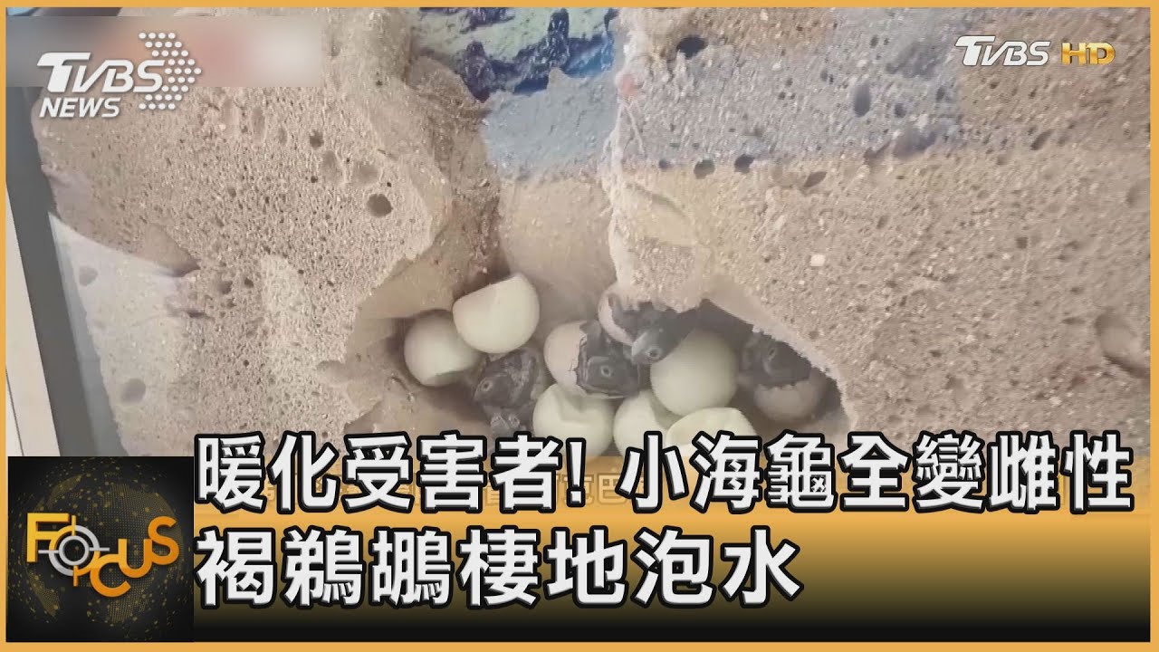 暖化受害者!小海龜全變雌性 褐鵜鶘棲地泡水