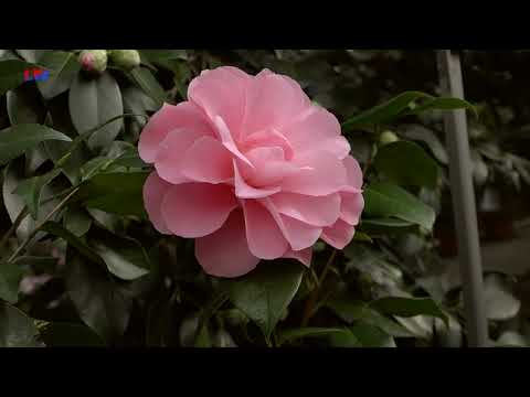 natürlich Lausitz: Die Kamelie  - LAUSITZWELLE