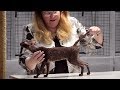 Inspiration CFA International Cat Show 2020 Championship Cornish Rex, Video Cornish Rex Cats paling baru!