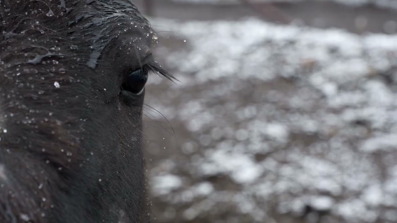 My Lens, My Land - TRAILER
