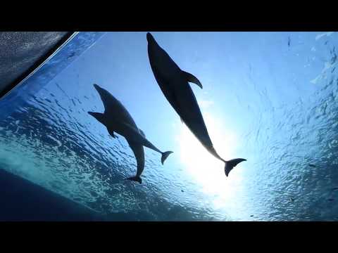 Hakkeijima sea paradise_10 things to do in Kanagawa