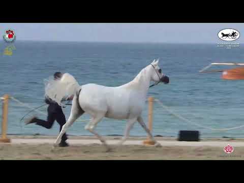 N.217 AV PURPLE RAIN - Al Dhafrah Arabian Horse Championship 2023 - Mares 4-6 Years Old (Class 4...