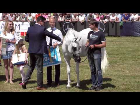 2 nd placeN.72 ALTAMIRA - Radom 2017 - Senior Mares Championship (Class 13)