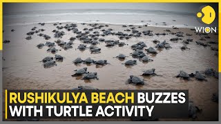 Download lagu Endangered Sea Turtles Return To Nest In Odisha | World News | WION mp3 Download lagu Endangered Sea Turtles Return To Nest In Odisha | World News | WION mp3