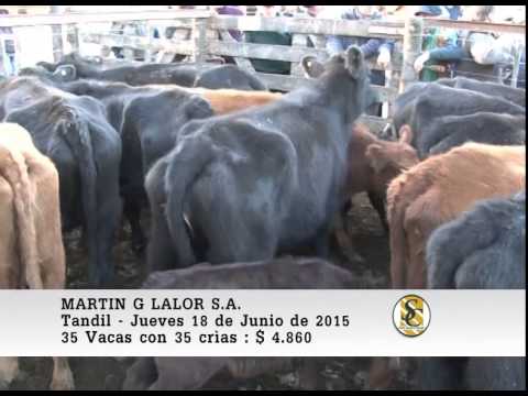18-06-15 Venta de Vientres - Martin G. Lalor S.A. - Tandil.