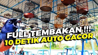 Download lagu LIVE 4 - Simulasi Lomba Murai Batu FULL TEMBAKAN | PUTAR SEBELUM BERLOMBA mp3