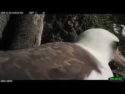 White-tailed Tropicbird Fledging - Midway Atoll