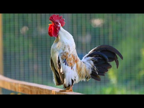 rooster crowing passes out