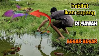 Download lagu mencari ikan cupang di sawah ' wow ikan cupangnya besar besar ' mp3