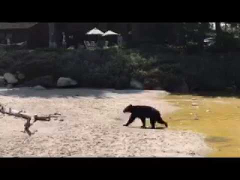 Black Bear Hits the Beach at Rincon