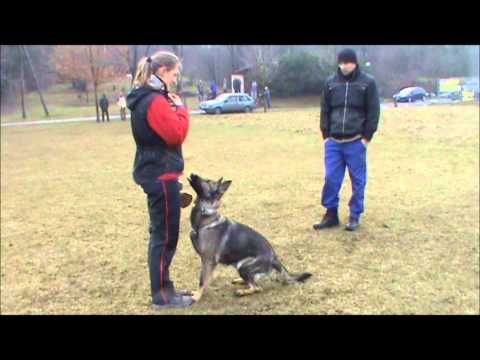 Enjoy z Jukasu - obedience & protection - 17 months