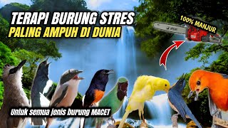 Download lagu TERAPI BURUNG STRES & MACET BUNYI 100% AMPUH mp3