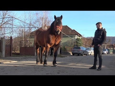 Caii lui Madalin de la Bratca, Bihor - 2024 Nou!!!