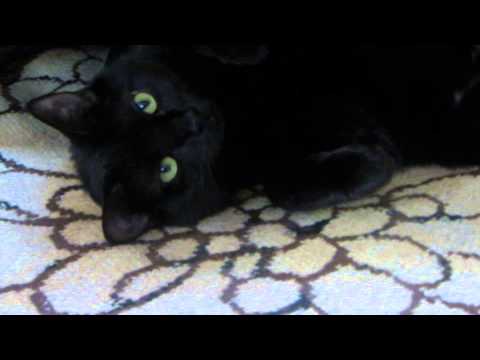 My Black Cat Meowing Nonstop, especially to sneezing