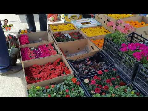 Flowers of Uzbekistan. Andijan 2022.