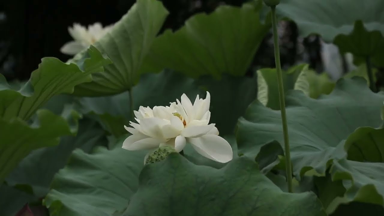 Abertura monólogo Mulher frutifera por Bianca Aguiar