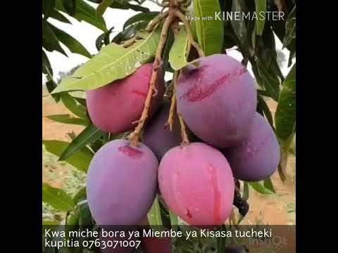 , title : 'Kilimo cha Matunda- Aina nzuri ya Embe'