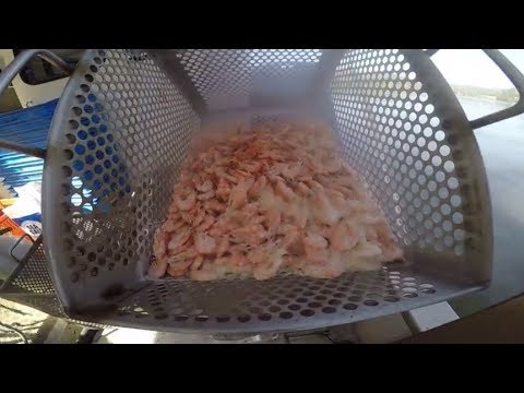 download lagu mp3 mp4 Best Time To Catch Prawns, download lagu Best Time To Catch Prawns gratis, unduh video klip Best Time To Catch Prawns