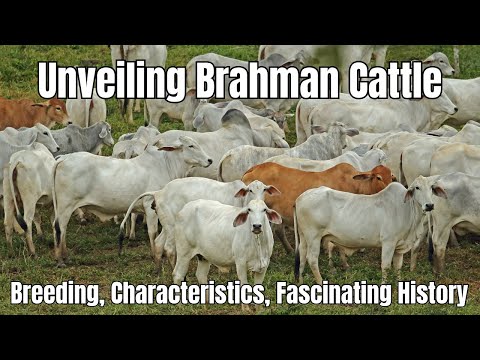 , title : 'Brahman Cattle Breed: Breeding, Characteristics, Fascinating History'