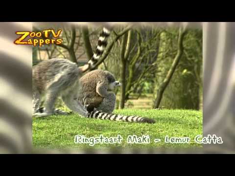 ZooZappers - Ringstaartmaki's - Lemur Catta #03