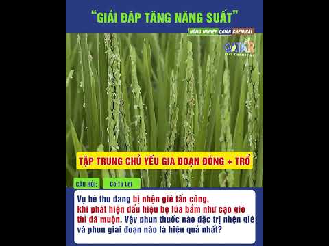 Nhện gié trên lúa