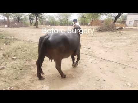 MPD in BUFFALO 🦬🦬@DrNRMehra #ve #surgeryrecovery #animals #vetcare #surgerysuccess #surgeon