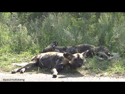 Kruger National Park January 2026 Videos - Wild Dogs
