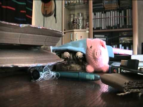 Torstain lahjotukset 20.10.2011