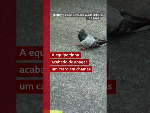 Equipe de bombeiros de Oakland, na Califórnia, socorre pombo com uma máscara de oxigênio
