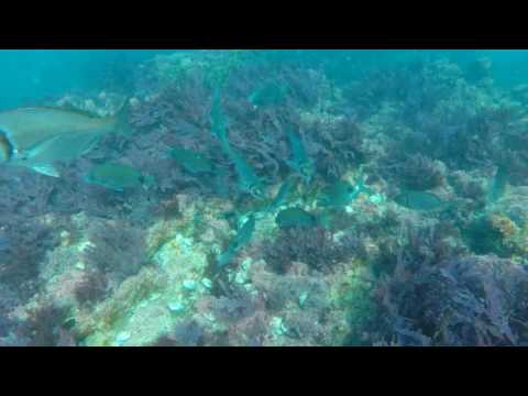Abalone movement time-lapse (29-08-2016)