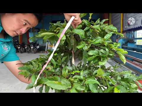 Đã bán)Gl  ae cây mai lùn lực đế đẹp bông giảo rin giá công khai 4.5tr ae hợp nhãn lh 0973900455