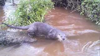 preview picture of video 'European Otter - Lutra Lutra'