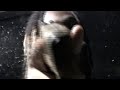 Osamason PSYKOTIC Album Trailer