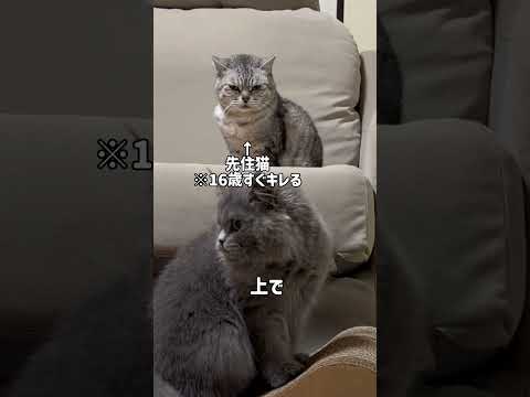 おつぼねこをからかう0歳小僧にゃん #猫 #猫動画