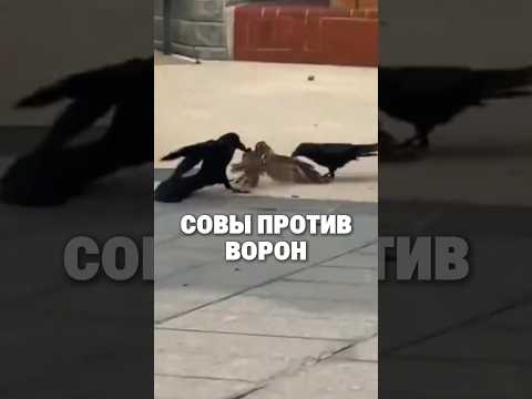 Почему Вороны и Совы Ненавидят Друг Друга